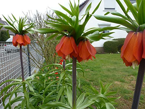 Blumenzwiebeln Kaiserkronen Fritillaria imperialis Rubra XXL Gr. 24/+ (3 Zwiebeln)