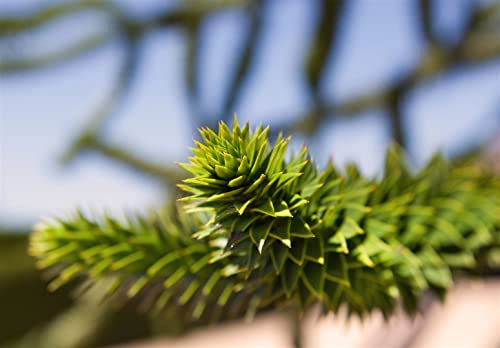 Araucaria araucana 50-60 cm - Chilenische Andentanne, immergrün, auffällige Wuchsform, ideal als Solitärpflanze, winterhart und pflegeleicht
