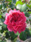 Rosa Baronesse® Stammrose Baronesse®