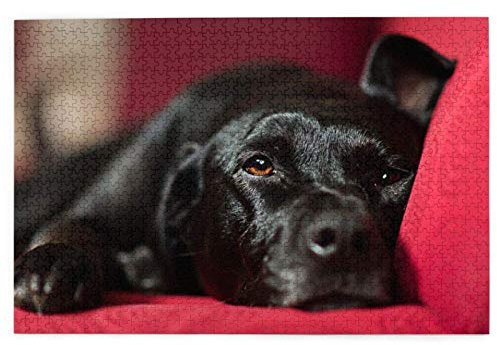 Puzzles 1000 Teile Schwarzer Labrador Retriever Haustiere Bokeh Schwarze Hunde Puzzlespielzeug Familienspiel Wanddekoration für Erwachsene Teenager 26x38CM