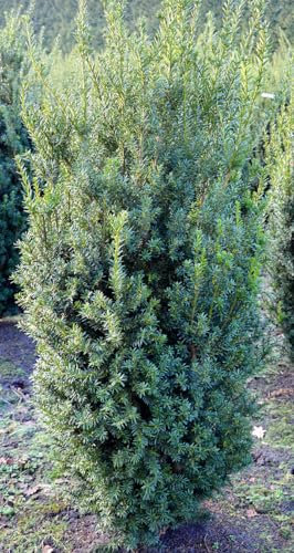 Pyramiden Eibe Taxus media Hillii 50-60 cm hoch dichtbuschig mit Ballen