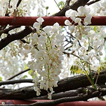 5 Samen/Beutel Wisteria Samen Wisteria Baum Blumensamen 11 Farben Wisteria Pflanzen DIY für Hausgarten 10
