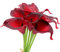 Alifst Künstliche Mini-Calla-Lilien, 10 Stiele, Brautsträuße, künstliche Latex-Blumen, fühlt Sich echt an, für Zuhause, Party-Dekoration (Schwarz/Rot)