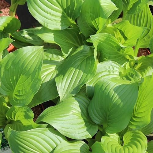 6x Duftende Lilien Funkie 'Royal Standard' - Hosta ‘Royal Standard’ - Kleincontainer 9x9cm