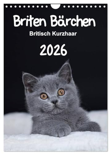 Briten Bärchen – Britisch Kurzhaar 2026 (Wandkalender 2026 DIN A4 hoch), CALVENDO Monatskalender: Mit den Britisch Kurzhaar Katzen durch ein ganzes Jahr (CALVENDO Tiere)