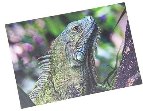 3 D Ansichtskarte grüner Leguan, Postkarte Wackelkarte Hologrammkarte Tiere Echse