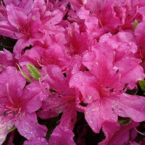 Kriechende Immergrüne Zwerg Azalee Pirin 20-25cm - Rhododendron nakaharai