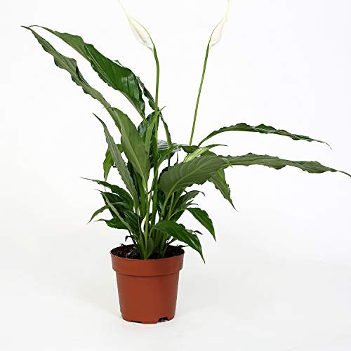 Spathiphyllum Bellini - Olla de lirio de la paz de 13 cm por Patricia May