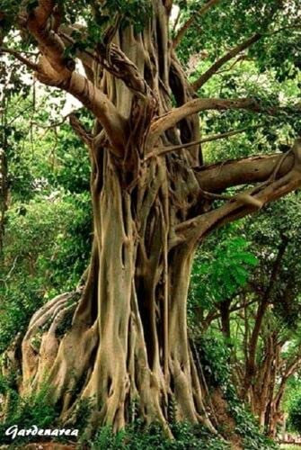 550 Graines Ficus religiosa - Figuier des Pagodes, Bodhi Tree Seeds:Seeds only
