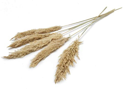 NaDeco Pampasgras getrocknet ca. ±70cm 6 Stück in Natur und gefärbt wählbar Pampas Gras Dekozweige Trockenblumen Blumenstrauß aus Pampasgras Dekoweige Bodenvase, Farbe:Creme | Beige