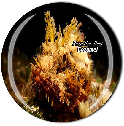 Paradise Reef Cozumel Mexiko Kühlschrankmagnet Souvenir Geschenk Kristall Kühlschrank Magnetaufkleber
