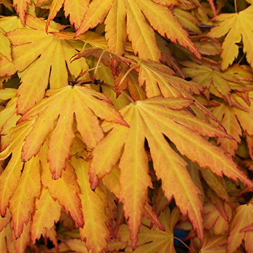 Acer palmatum 'Orange Dream' | Japanese Maple Deciduous Potted Trees for Small Gardens | Premium Bushy Plant Shrub Tree in Pot (50-70cm (Incl. Pot))
