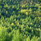 samen mammutbaum sequoiadendron giganteum - Sequoia sempervirens - saatgut geschenk robuste balkonpflanzen winterhart nachhaltige produkte 100 Stück