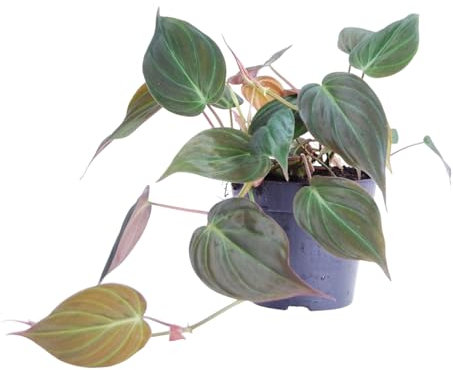 Trendyplants - Philodendron Scandens 'Micans' - Plante d'intérieur - Hauteur 15-35 cm - Taille du pot Ø12cm