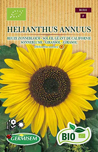 Soleil géant de Californie Helianthus annuus