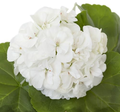 Geranium Plants, 'White', 40 x Large Plants, Bedding, Geraniums, Garden Flowers, Garden Ready, Premium Quality Flowers