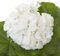 Geranium Plants, 'White', 40 x Large Plants, Bedding, Geraniums, Garden Flowers, Garden Ready, Premium Quality Flowers
