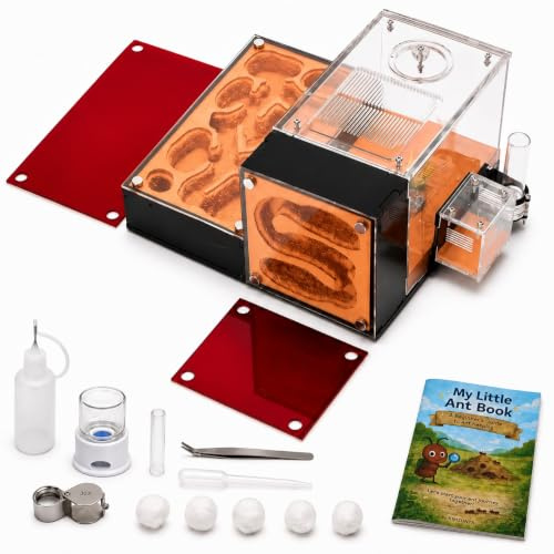 Rimsunta Ameisenfarm für lebende Ameisen - für kleine Ameisen-Klonie - Natürliches Lernspielzeug - Tolles Geschenk