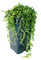 Exotenherz - Erbse am Band - Senecio herreanus 14cm Topf