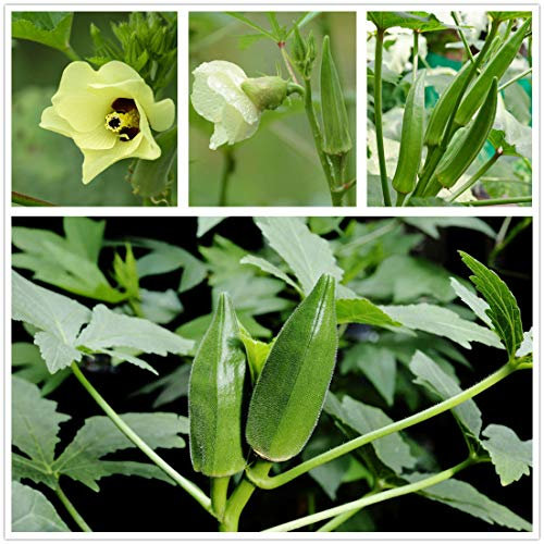 Okra Seeds (Bio) - Non GMO Clemson Heirloom Cow Horn 25+ Okra Garden Seeds (Grün)