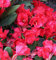 Hochstamm Azalee Burletta 80-100cm - Rhododendron neriiflorum - Alenrose - Gartenpflanze