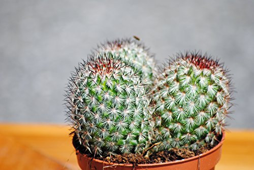 Kakteen,Cereus,Große Pflanzen,14er Töpfe,nr. 7