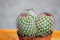 Kakteen,Cereus,Große Pflanzen,14er Töpfe,nr. 7