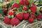 Erdbeere Sengana Selektion®' - Fragaria x ananassa - mittelfrüh, sehr ertragreich, dunkelrot, groß,fruchtig süße Früchte - verbesserte Senga Sengana