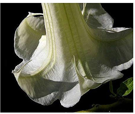 Brugmansia double white - Engelstrompete - 5 Samen