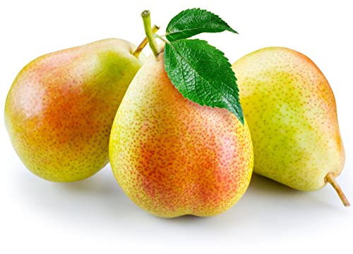 Pear Trees, Multi-Pack, 2 x Tall Plants in 10 Litre Pots, 1.3 to 1.5 Metre Height, Fruit Trees, Pear, Large Trees, Mature, Garden Ready and Ready to Plant, Premium Quality Fruit