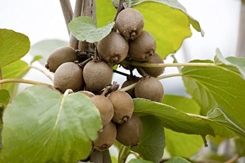 Kiwi 40-60 cm Topf Actinidia chinensis selbstfruchtend Kletterpflanze