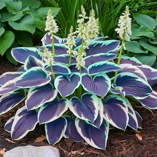 Brilliant Hosta - 6 bulbes vivaces en vrac, plantation professionnelle pour de superbes présentations de jardin - 6 bulbes-D