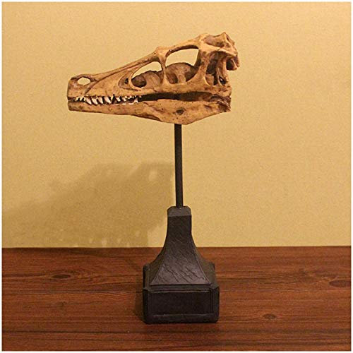 Velociraptor-Schädel - Dinosaurier-Schädel-Modell - Velociraptor-Dinosaurier-Harz-Modell - Realistische Velociraptor-Harz-Statue - für archäologische Tierforschung, wissenschaftliches Lernspielzeug