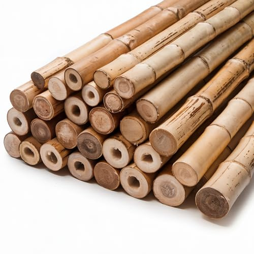 Gardens 2Ft,3Ft,4Ft,5Ft,6Ft,7Ft,8FT,10Ft Strong Heavy Duty Professional Bamboo Plant Support Garden Canes (10, 2ft, 12-14 mm)