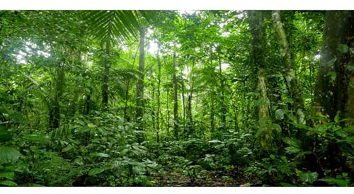 MIRRORANG 91x50cm Terrario Sfondo Acquario Tropicale Sfondo Verde Enorme Albero Rainforest Rettile Habitat Sfondo Vinile Sfondo
