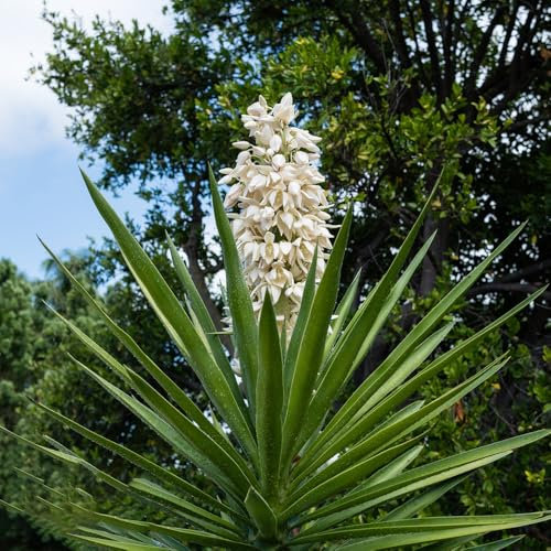 50 pcs yucca palme samen, pflanzen samen indoor, gartenpflanzen winterhart yucca palmlilie winterhart samen balkon, exotische pflanzen winterhart samen geschenk, winterharte stauden