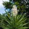 50 pcs yucca palme samen, pflanzen samen indoor, gartenpflanzen winterhart yucca palmlilie winterhart samen balkon, exotische pflanzen winterhart samen geschenk, winterharte stauden