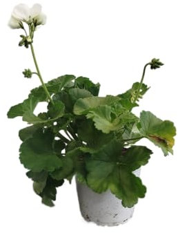 Geranio Blanco en Maceta DECOALIVE – Planta Natural con Flores Vibrantes – Perfecta para Balcones