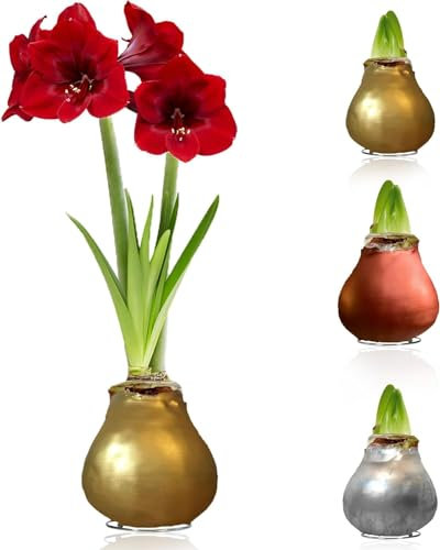 Amaryllis in Wachs Silber, Gold, Bronze - 3 Wachsamaryllis Blumenzwiebeln - Amaryllis Zwiebel in Großformat 28/30 - Mischung von Echte Pflanzen aus Holland - Hippeastrum (keine Samen,nicht künstlich)