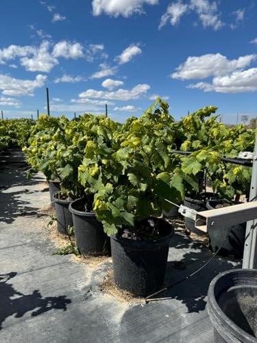 Sunny Tree - Vitis Vinifera Moscatel de Alejandria Weinrebe, 50 cm, C-10L Topfgröße
