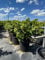Sunny Tree - Vitis Vinifera Moscatel de Alejandria Weinrebe, 50 cm, C-10L Topfgröße