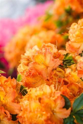 Rhododendron luteum 'Gibraltar' 120-140 cm - Azalee, leuchtend orange Blüten, Blütezeit Mai-Juni, ideal für Rabatten, bienenfreundlich, winterhart