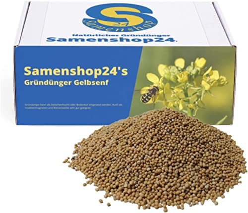 Samenshop24® Gelbsenf, Inhalt: 2kg (für ca. 400m²), schnellwüchsig, für gute Bodenlockerung, Wirtspflanzen für Falter, Bodenkur & Gründünger, Premium Saatgut für einen gesunden Gartenboden