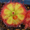 Haloppe 10 Stück Sonnentau-Pflanzensamen für die Bepflanzung des Hausgartens, Sonnentau-Samen, jährliche fleischfressende Garten-Drosera-Samen für den Innenhof 10pcs