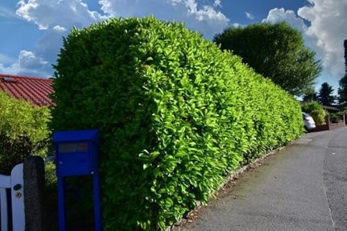 5 x Kirschlorbeer Elly 120–150 cm als Topfware | Immergrüne Heckenpflanze schmal & schnellwachsend | winterhart | Sichtschutz Lorbeerkirsche sofort pflanzbar