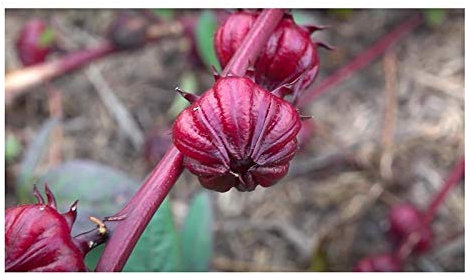 Stk - 15x Hibiscus sabdariffa Jericho Rose Strauch Garten Pflanzen - Samen B1618 - Seeds & Plants Shop by Ipsa