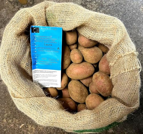 Pflanzkartoffeln Laura 10 kg Rote Setzkartoffeln Saatkartoffeln Setzlinge Setzer Kartoffel