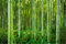 Muralo Selbstklebende Fototapete 368 x 254 Wald Natur Bambus Tapete Tropen Exotik Flora Sprossen Wohnzimmer Schlafzimmer Wandbilder XXL Wand Br. 368 cm x Hö. 254 cm