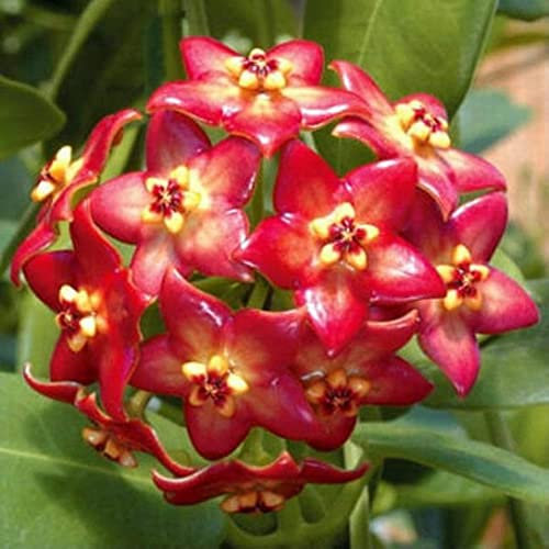 Haloppe 300 Unids Hoya Flores Plantas Semillas para Plantación de Jardín en Casa, Color Mezclado Hoya Semillas Suministros de Jardín Decoración Semillas de Flores en Maceta