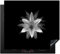 KitchenYeah© Protection Pour Plaque Induction 60x52 cm Plaque de Deco Cuisine Protégé Cache De Cuisson Vitroceramique Fleur - Noir et blanc